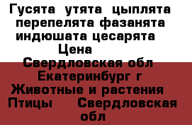 Гусята ,утята ,цыплята ,перепелята фазанята, индюшата,цесарята. › Цена ­ 70 - Свердловская обл., Екатеринбург г. Животные и растения » Птицы   . Свердловская обл.